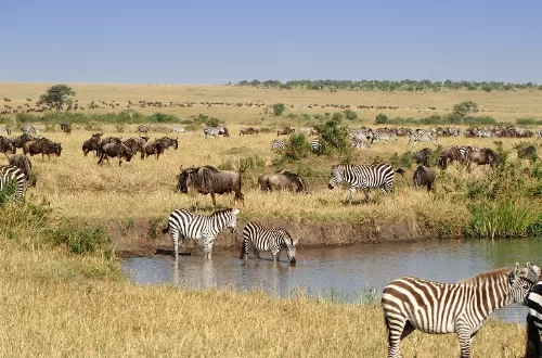 The best 5 days of the greatest Masai Mara Kenya safari 2023 and 2024